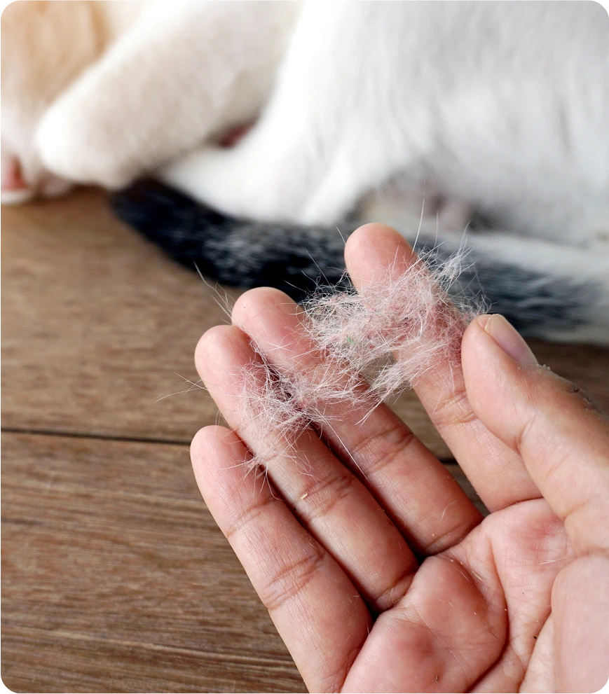 How to Reduce Exposure to Cat Allergens Cat Allergy Doctor in San Mateo, CA Banner