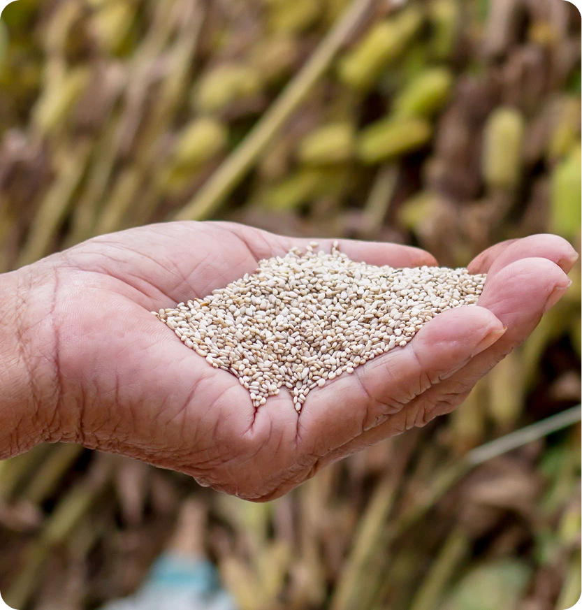 What Is a Sesame Allergy San Mateo, CA Banner